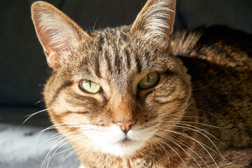 close up portrait of a cat