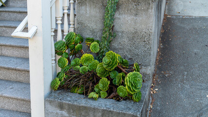 Beautiful succulent plant in planter infront of a house by the street