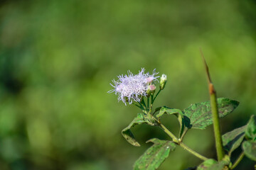 Fototapeta premium bug on a flower
