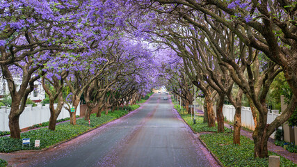 Fototapeta premium Tall Jacaranda trees lining the street of a Johannesburg suburb in the afternoon sunlight