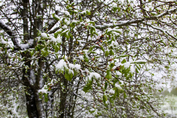 Weather anomaly. Snowfall in May. Fresh snow on blooming chery tree branches.