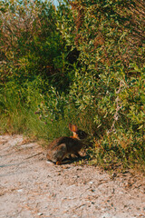 Bunny in Galveston Island