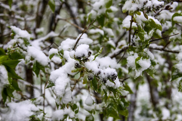 Weather anomaly. Snowfall in May. Fresh snow on blooming chery tree branches.