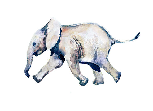 Watercolor drawing of a little baby elephant.	
