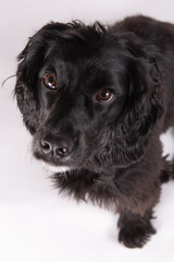 black and white dog English Cocker