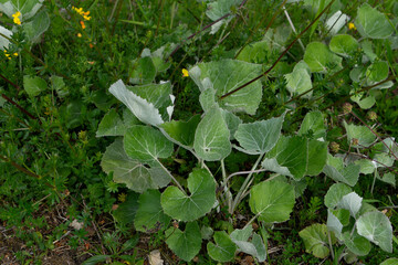 Schnee-Pestwurz, Petasites paradoxus, Blätter, im Felsschutt am Rand eines Allgäuer Bergweges
