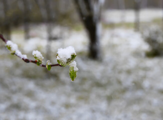 Weather anomaly. Snowfall in May. Fresh snow on blooming chery tree branches.