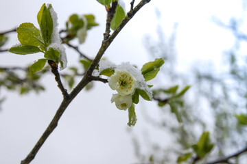 Weather anomaly. Snowfall in May. Fresh snow on blooming chery tree branches.