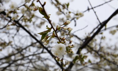 Weather anomaly. Snowfall in May. Fresh snow on blooming chery tree branches.