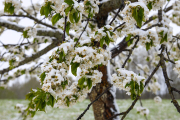 Weather anomaly. Snowfall in May. Fresh snow on blooming chery tree branches.