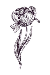 Tulip flower, doodle black ink drawing, woodcut style