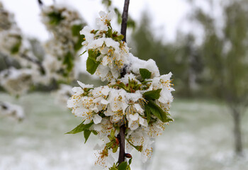 Weather anomaly. Snowfall in May. Fresh snow on blooming chery tree branches.