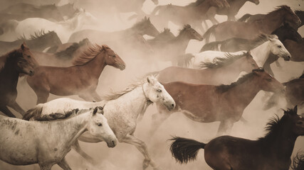 Horses running and kicking up dust. Yilki horses in Kayseri Turkey are wild horses with no owners