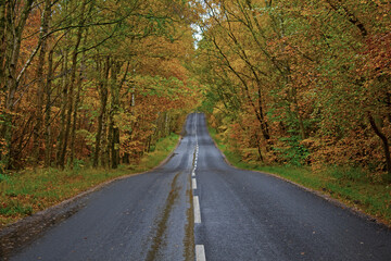 road in autumn forest