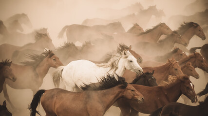 Horses running and kicking up dust. Yilki horses in Kayseri Turkey are wild horses with no owners