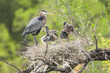 Great Blue Heron babies moving around, stretching and exploring in their large nest with the Adult parent standing by.