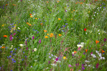 Picturesque summer meadow