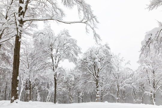 Bare trees covered with snow