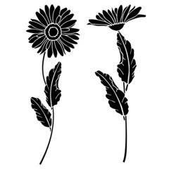 Vector illustration, image of daisies flowers, drawing in black, template, stencil, isolate on a white background