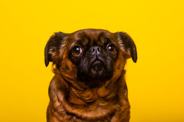 Brussels Griffon looking away against yellow background