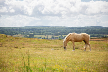 Naklejka na ściany i meble Horse licking salt block in the meadow on a summer day. Photo taken in Skane, south of Sweden.