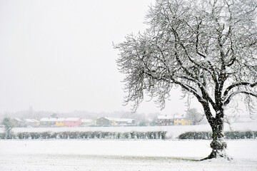 
A tree in the snow with an English village in the background.