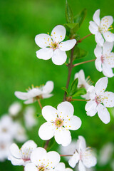 White spring flowers on blurred green background