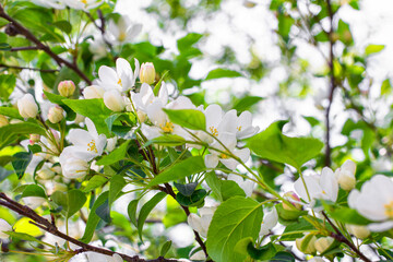 Fototapeta premium Branches of a blooming apple tree on a sunny spring day. Close-up. Front view.