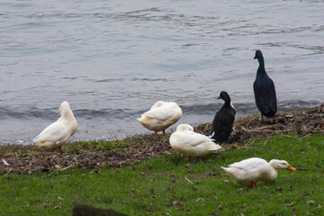 Anatre bianche e nere sull'erba di un bordo lago