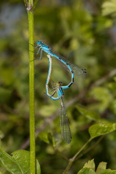 Close up of mating damselflies (Coenagrion)