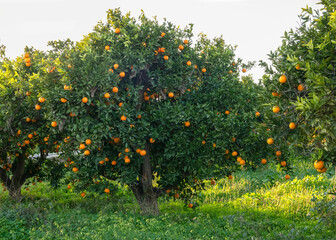 Orange tree full of fruit