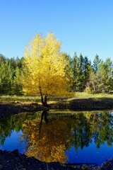 Autumn landscape. Beautiful yellow orange birch is effectively reflected in the blue pond in the autumn forest.
