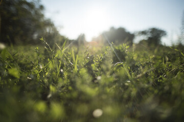 Closeup shot of green fresh gra © Sanja Peric/Wirestock