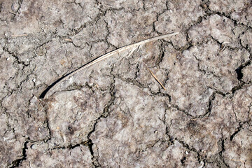 Bird feather on dry cracked ground