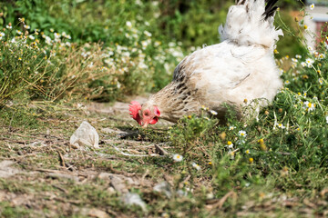 Domestic chicken peck something in the grass