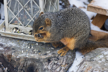 Naklejka na ściany i meble Squirrel eating at a bird feeder