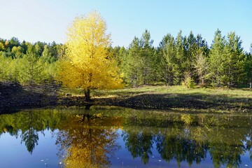 Autumn landscape. Beautiful yellow orange birch is effectively reflected in the blue pond in the autumn forest.