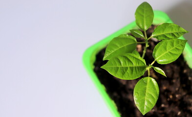 Seedling plant of passionflower close-up in a container on a white background selective focus.
