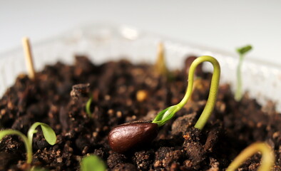Sprout of young seedling close-up in the ground in a container.