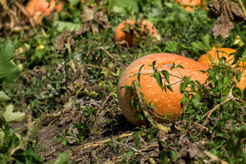 Ripe pumpkin on the plantation. Gourds