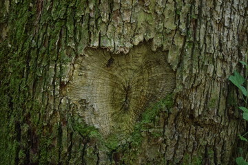 Heart-shaped hole in the bark on the trunk of a tree Stuttgart, Germany