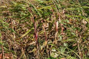 Semi-dry corn stalks are bending in the wind. Wall of corn stalks