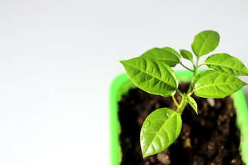 Seedling plant of passionflower close-up in a container on a white background selective focus.