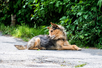 Shaggy stray dog ​​looks at his tail in surprise