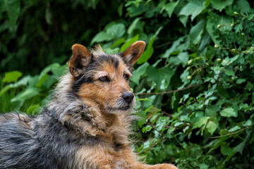 Shaggy stray dog ​​pricked up his ears