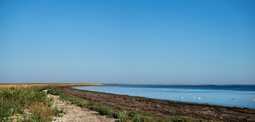 Swampy coastline of the Sasyk salt lake