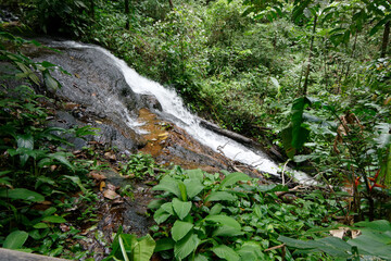 Belle nature en forêt amazonienne - Guyane française