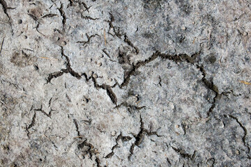 Texture of dry cracked earth with small seashells