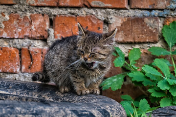 Obraz premium Tiny stray kitten with sore eyes