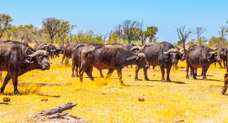 Herd of African Buffalos
